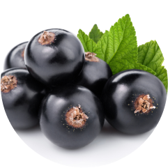 Blackcurrant