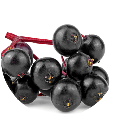Elderberry