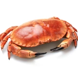 Crab