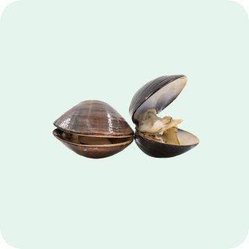 หอยแมลงภู่