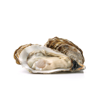 หอยนางรม