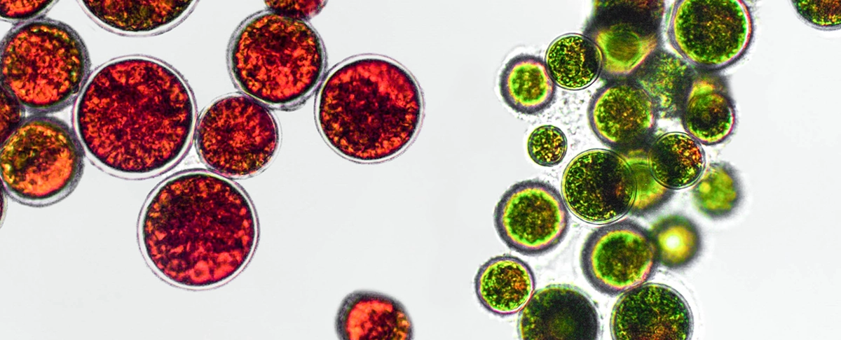 Umbraco.Cms.Core.Models.MediaWithCrops`1[Umbraco.Cms.Web.Common.PublishedModels.Image]