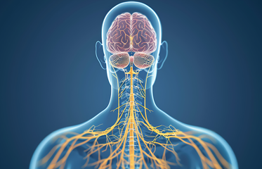 ระบบประสาทคืออะไร สำคัญอย่างไร?