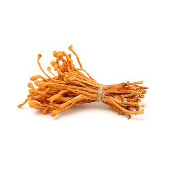 ถั่งเฉ้า